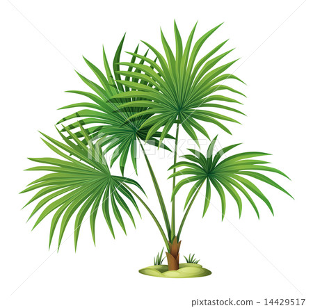 Washingtonia robusta Washingtonia robusta 14429517