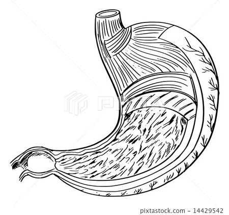Internal Anatomy of the Stomach Internal Anatomy of the Stomach 14429542