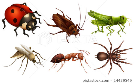 Different insects 14429549