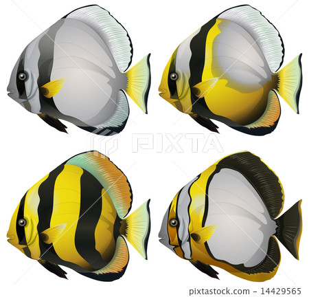 Four fishes Four fishes 14429565