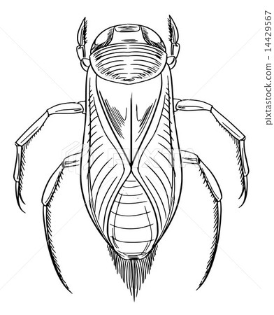 Water beetle outline 14429567