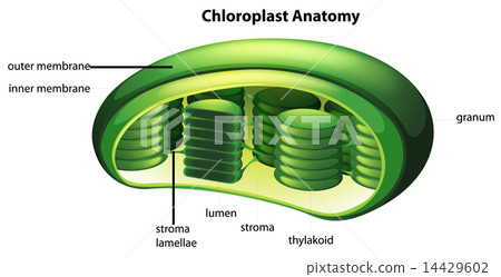 Chloroplast 14429602