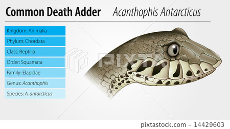 Death Adder 14429603