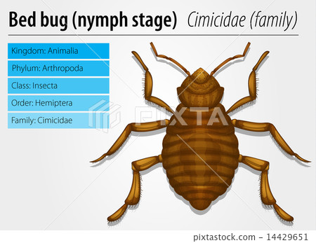 Cimicidae- Bedbug (juvenile) 14429651