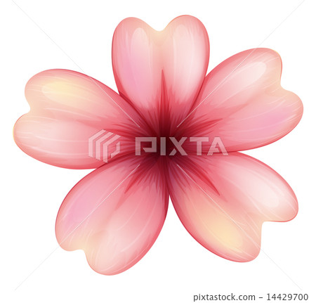 A blooming five-petal flower A blooming five-petal flower 14429700
