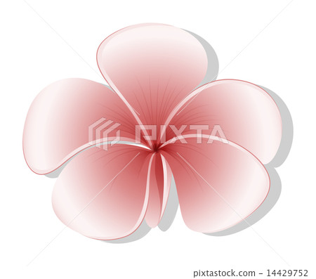 A light colored flower 14429752