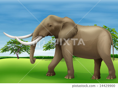 Elephant 14429900