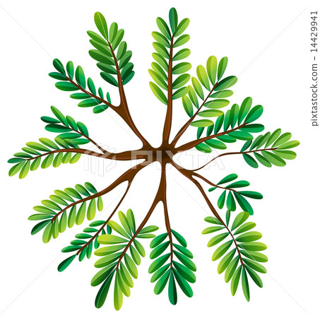 A topview of a fern plant 14429941