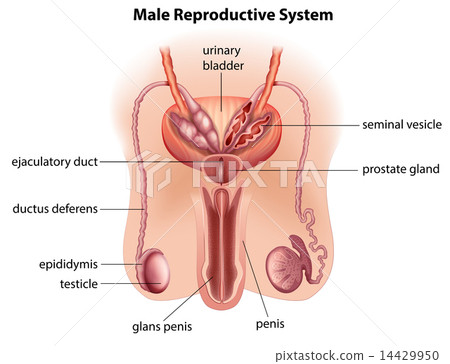 Anatomy of the male reproductive system 14429950