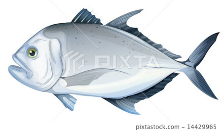 Giant trevally 14429965