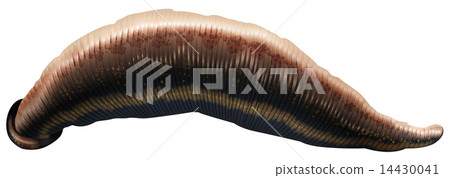 Leech Leech 14430041