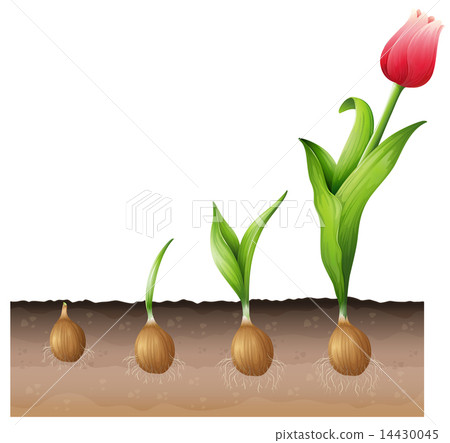 Tulip Tulip 14430045