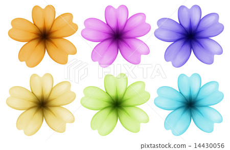 Six colourful and blooming flowers 14430056