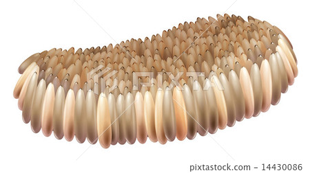 Mosquito egg 14430086