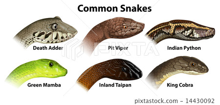 Common snakes 14430092