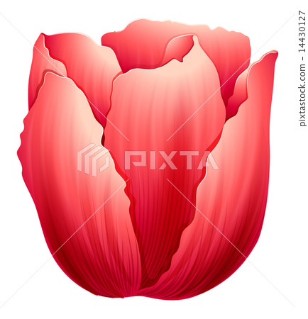 A tulip flower A tulip flower 14430127