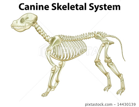 Skeletal system of a dog 14430139