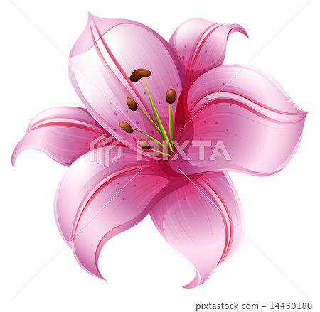 A pink lily flower A pink lily flower 14430180