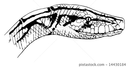 Indian python 14430184