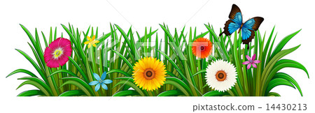 A butterfly in the garden with blooming flowers A butterfly in the garden with blooming flowers 14430213