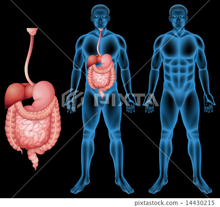 Human digestive system 14430215