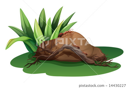 A rock near the grass with a wood and ants 14430227