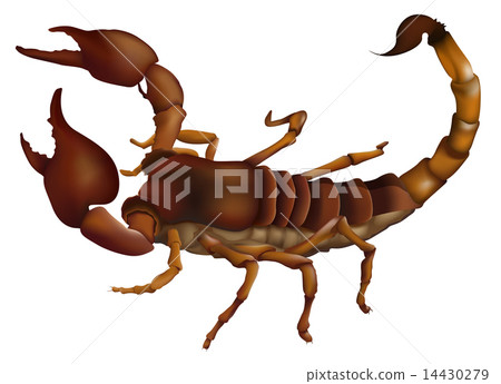 A scorpion 14430279