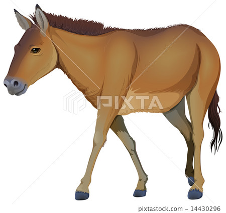 A brown horse 14430296