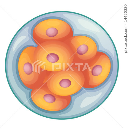 embryo development embryo development 14430320