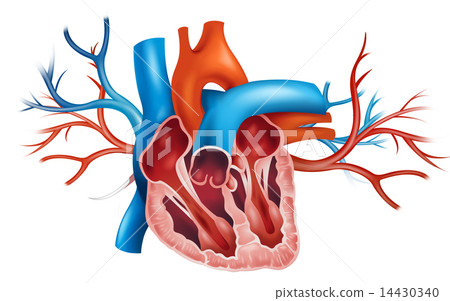 Human heart Human heart 14430340