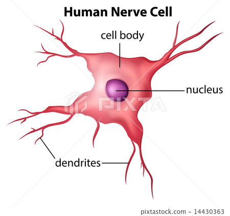Human nerve cell 14430363