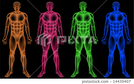 Male coloured bodies 14430407
