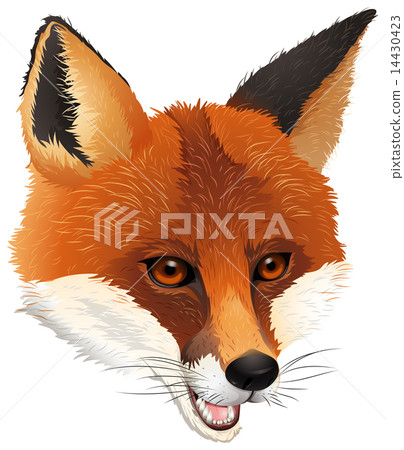 A fox A fox 14430423