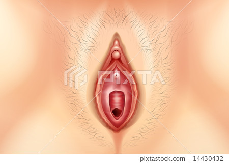 Human Vagina Human Vagina 14430432