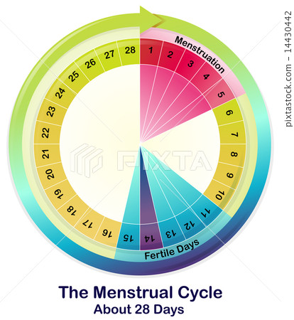 The Menstrual Cycle 14430442