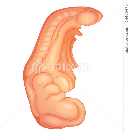 human embryo human embryo 14430479