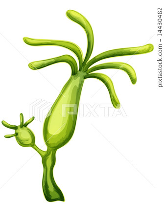 Hydra Hydra 14430482