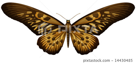 Giant African Swallowtail - Papilio antimachus Giant African Swallowtail - Papilio antimachus 14430485