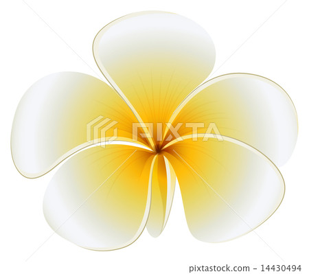 A fresh flower 14430494