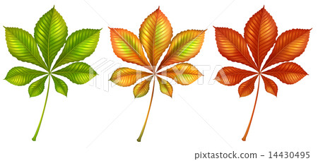 Leafy plants 14430495