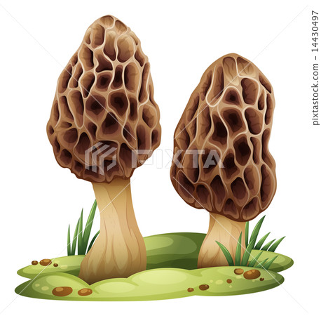 Morchella Morchella 14430497