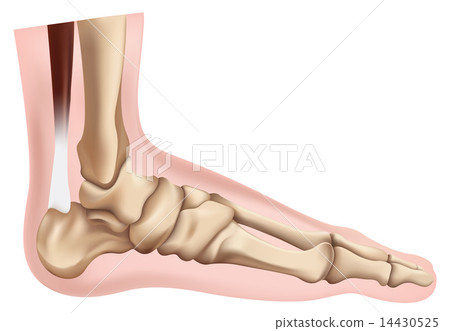 Skeleton of the Foot Skeleton of the Foot 14430525