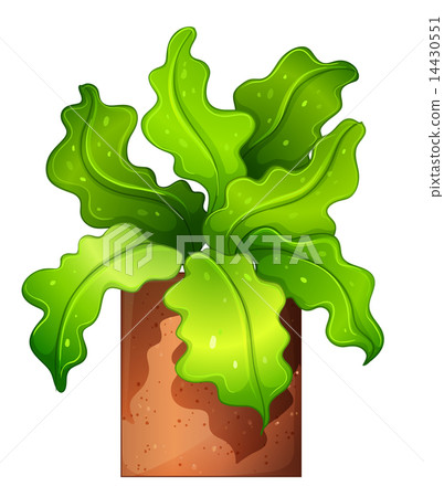 A houseplant in a pot A houseplant in a pot 14430551