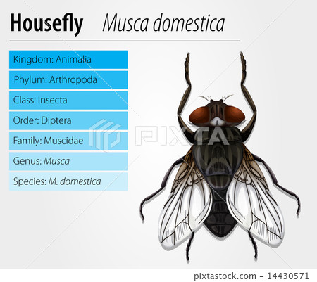 Common housefly Common housefly 14430571