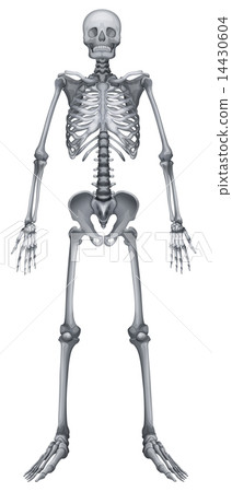 Human skeletal system 14430604