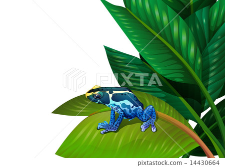 A frog above the green leaf A frog above the green leaf 14430664