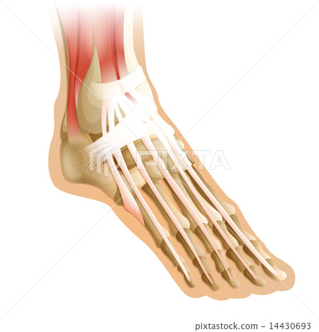human foot 14430693