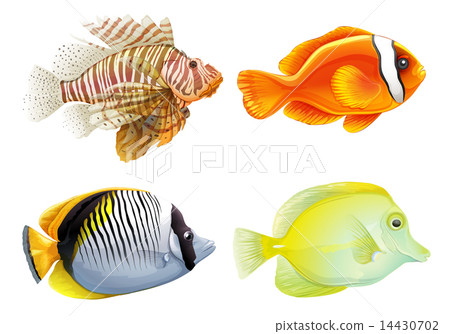 Four fishes 14430702