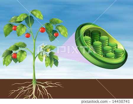 Chloroplast in plant 14430741