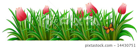 A garden with red flowers 14430751